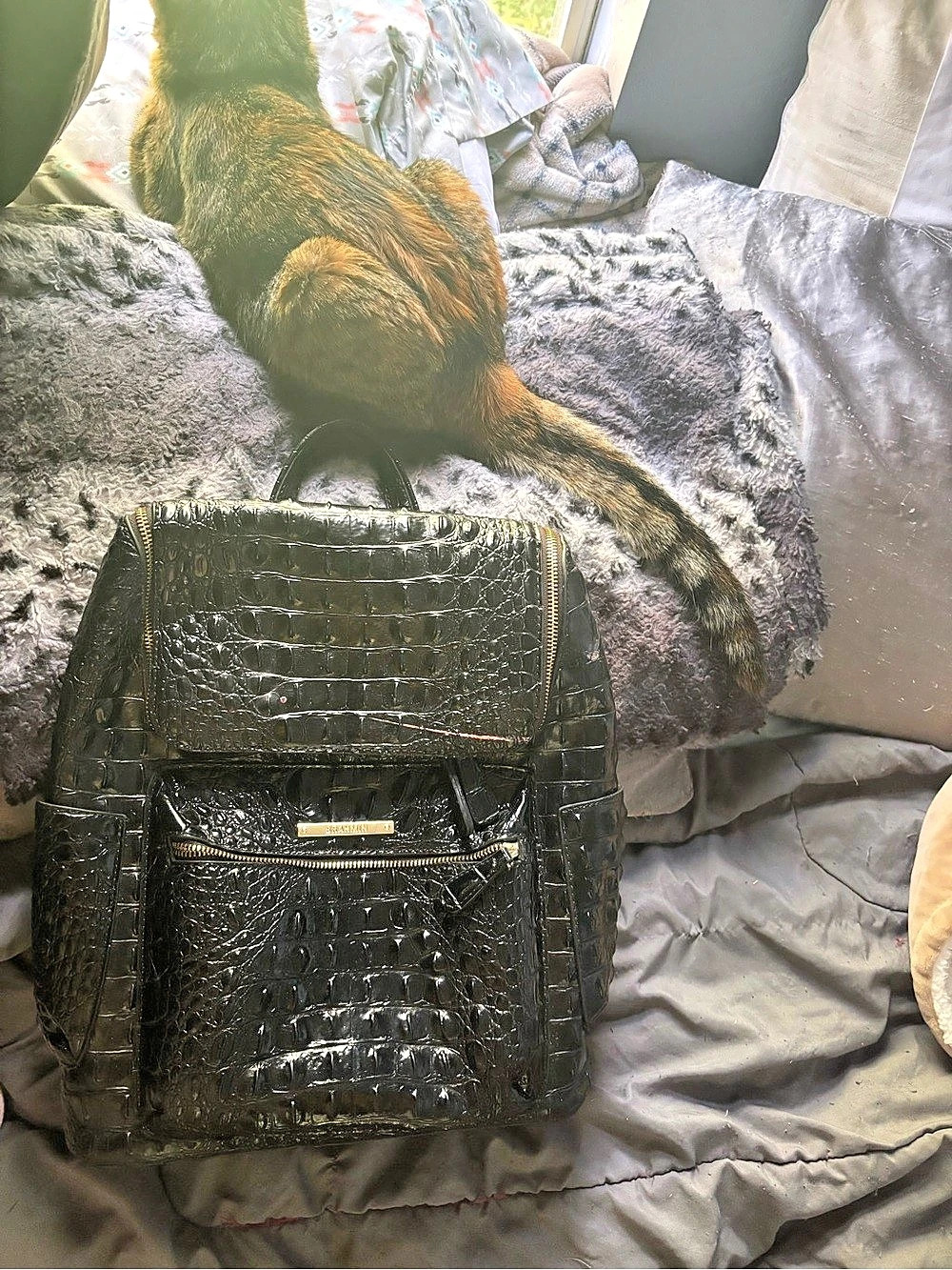 Brahmin Dartmouth Backpack Leather in Black